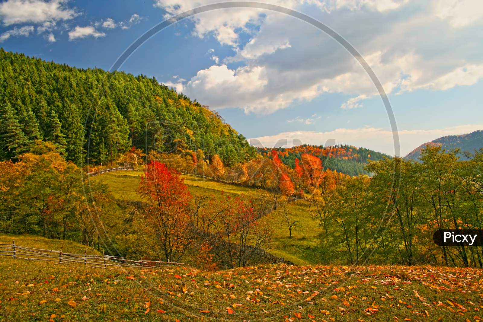 Autumn Scene Near Forest