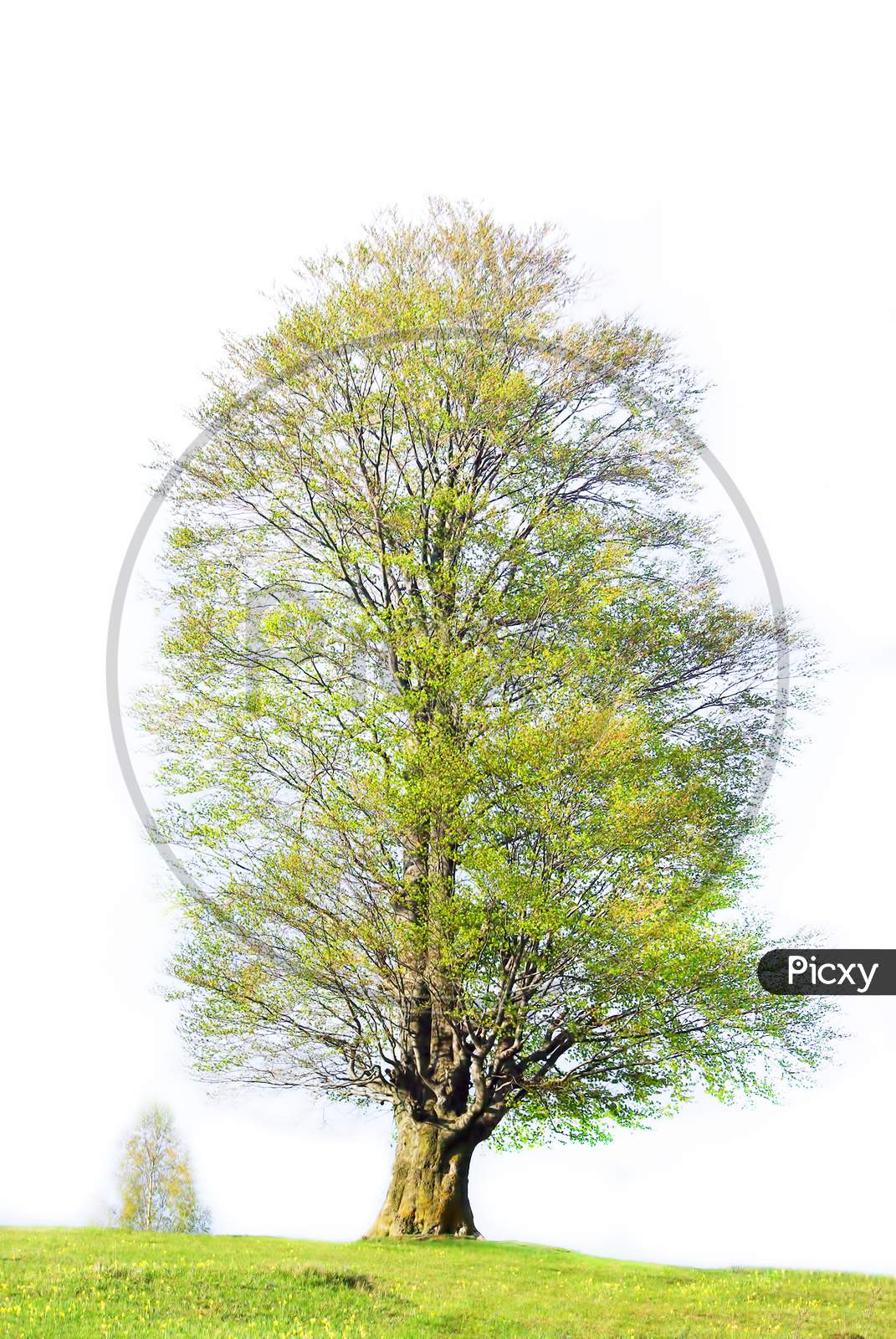 Big Tree During Springtime Isolated