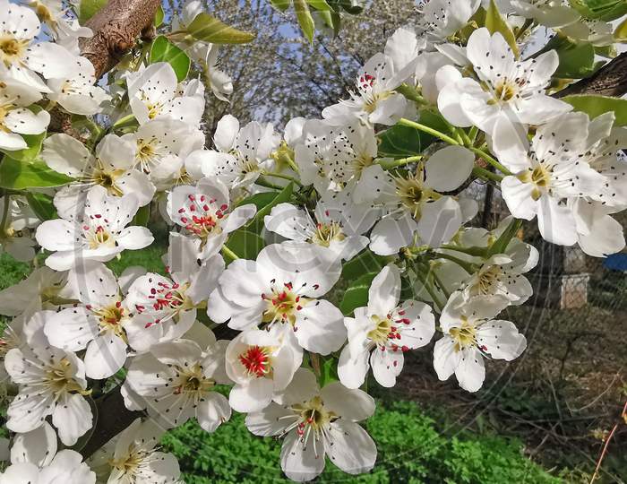 Pear Tree In Blossom