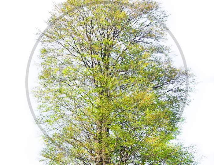 Big Tree During Springtime Isolated