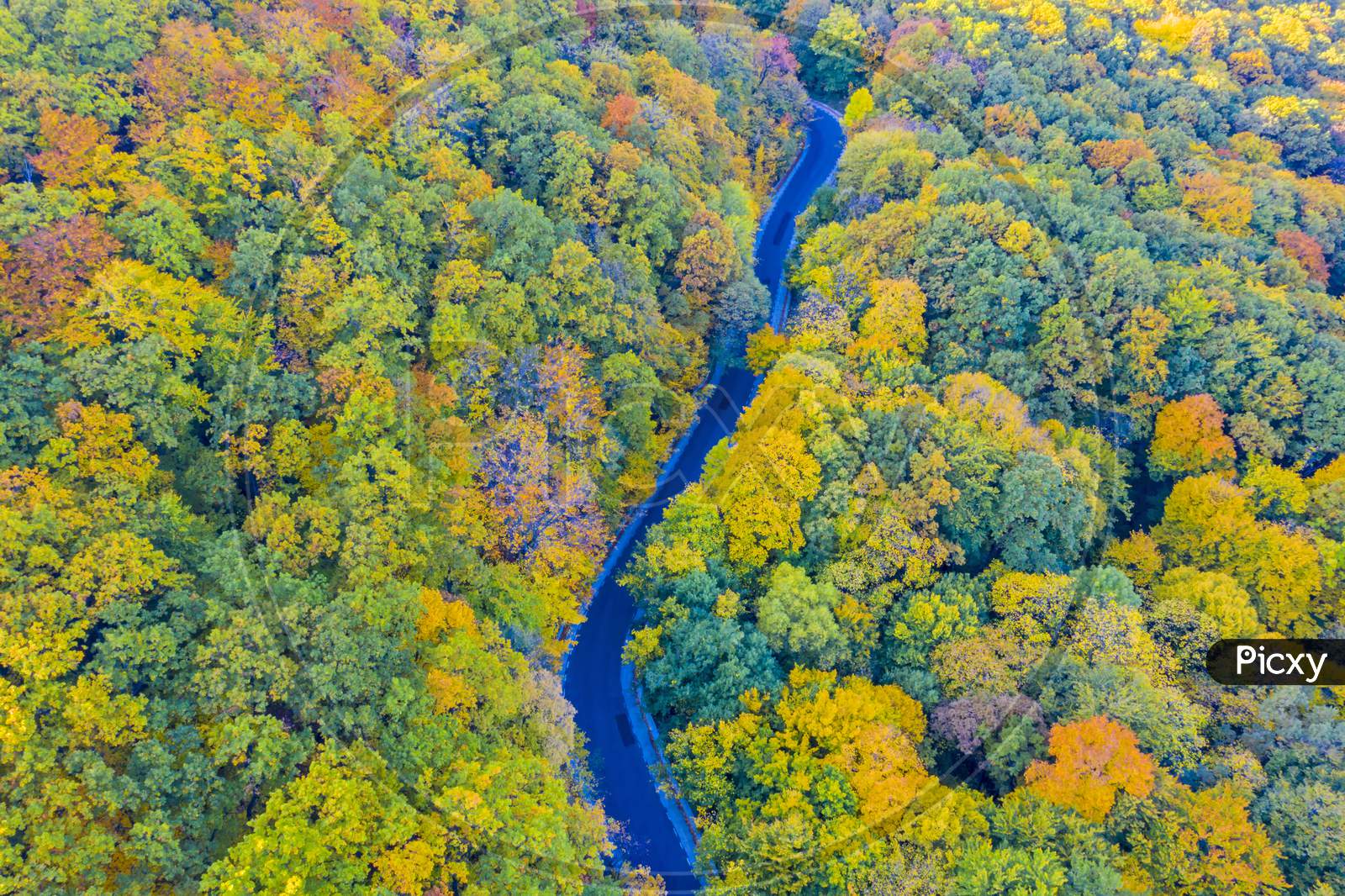 Fall Forest Road From Above