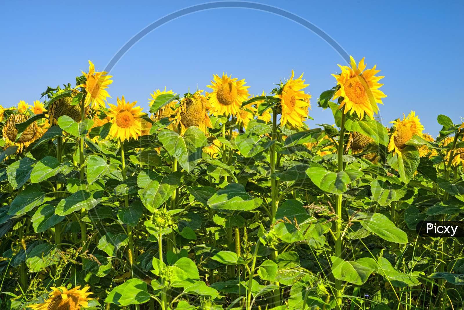 Blooming Sunflower Field Scene