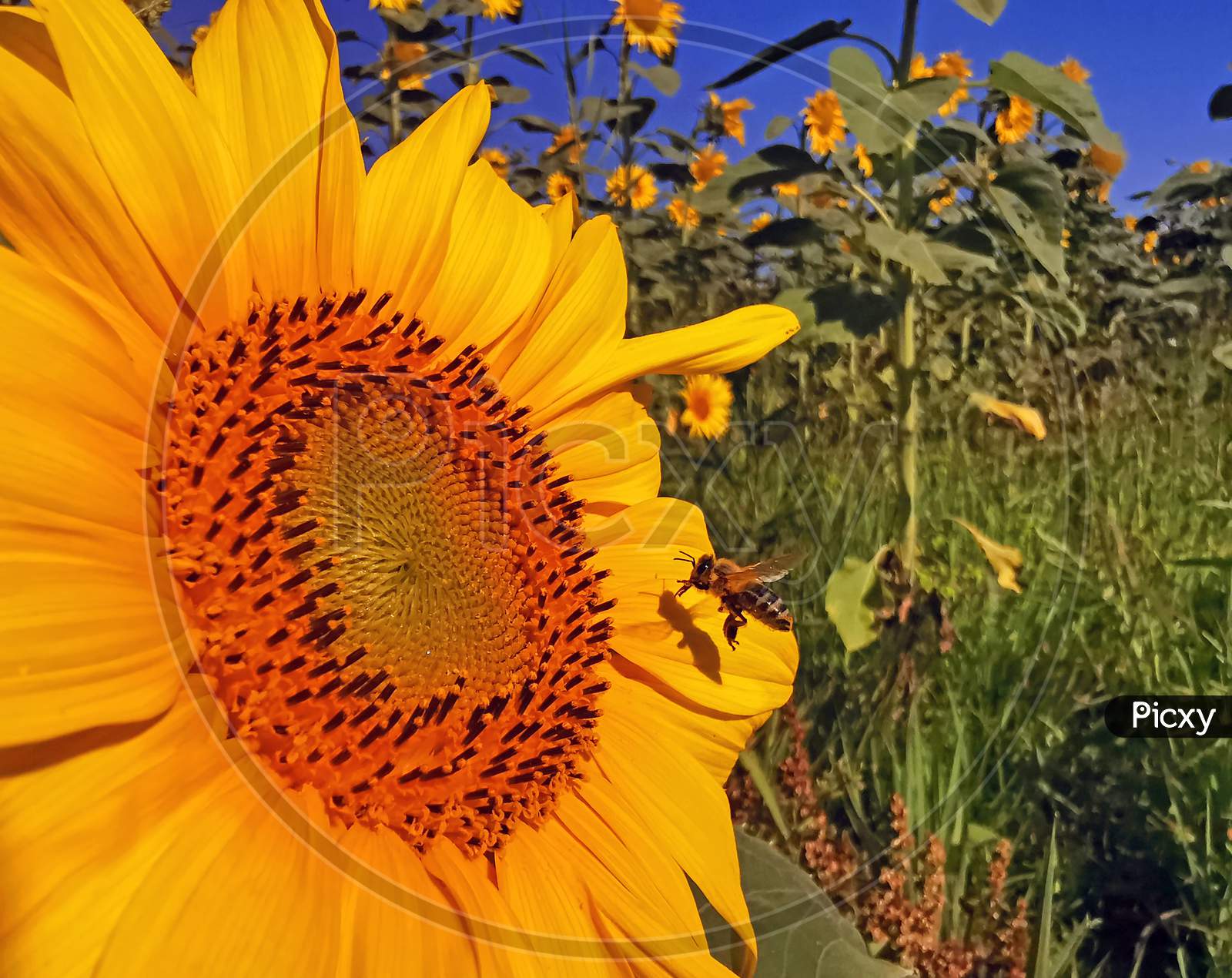 Bee Collecting Pollen From A Sunflower