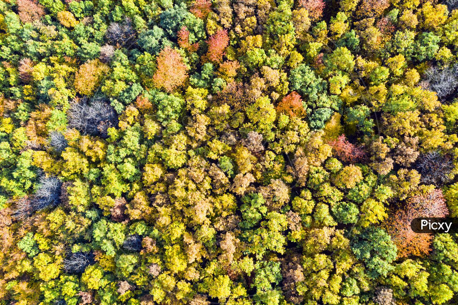 Foliage Forest In Autumn From Above