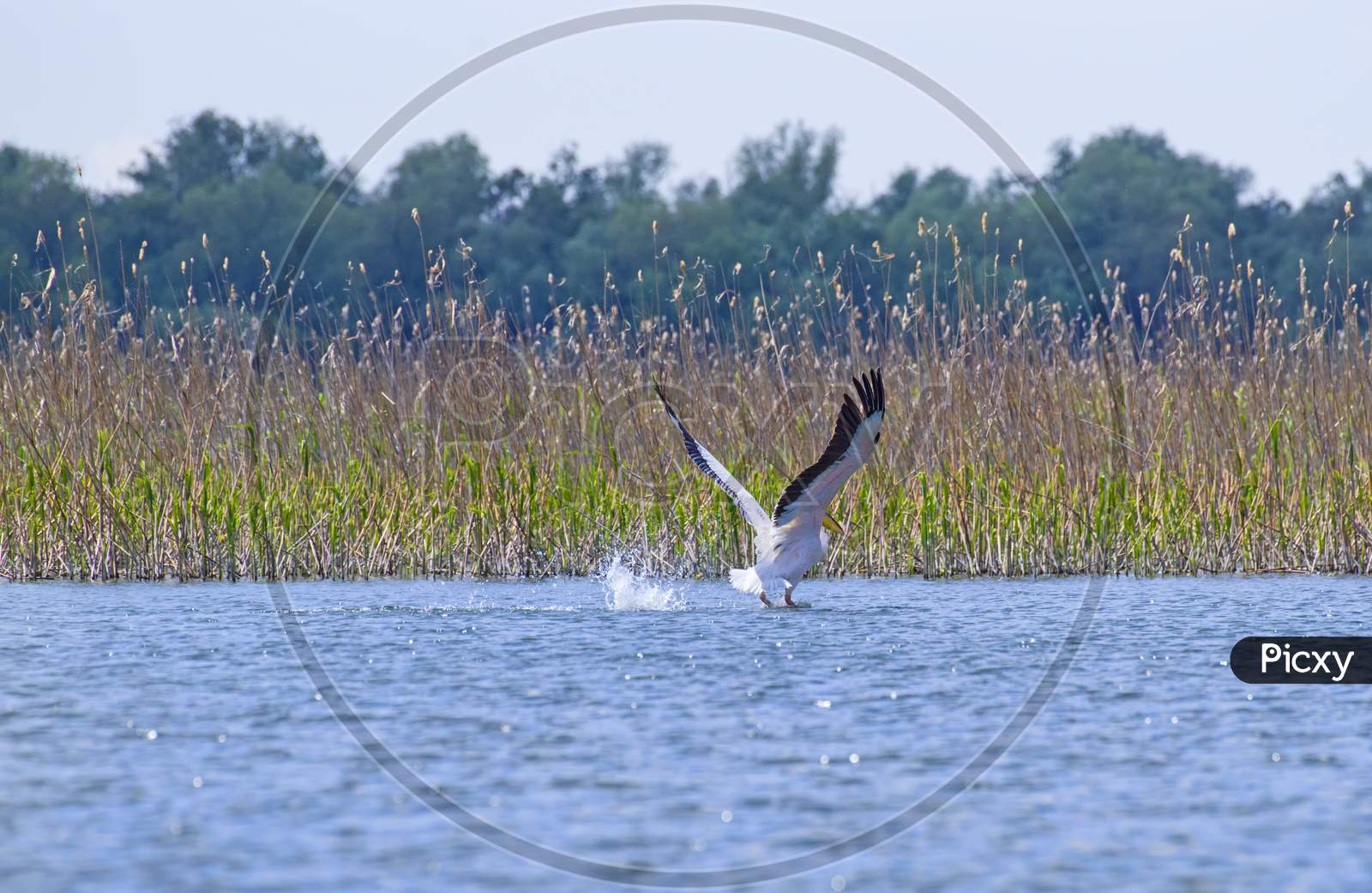 Pelican Taking Off From Pond