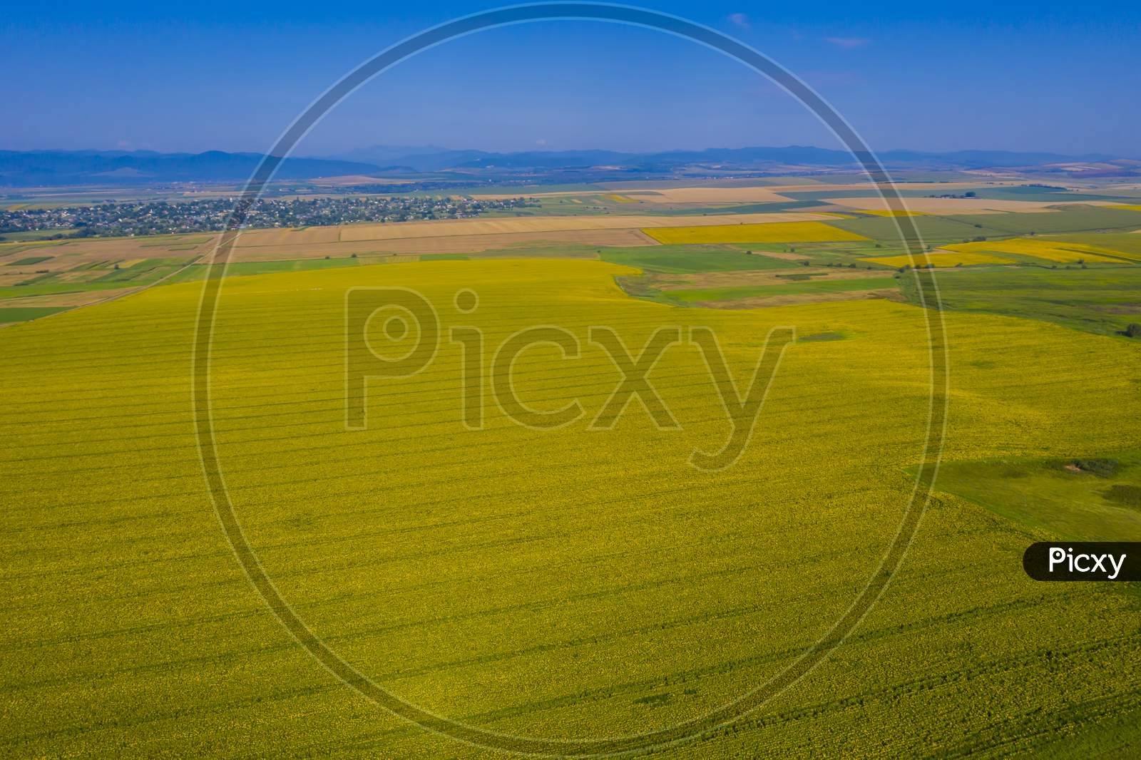 Yellow Sunflower Field From Above