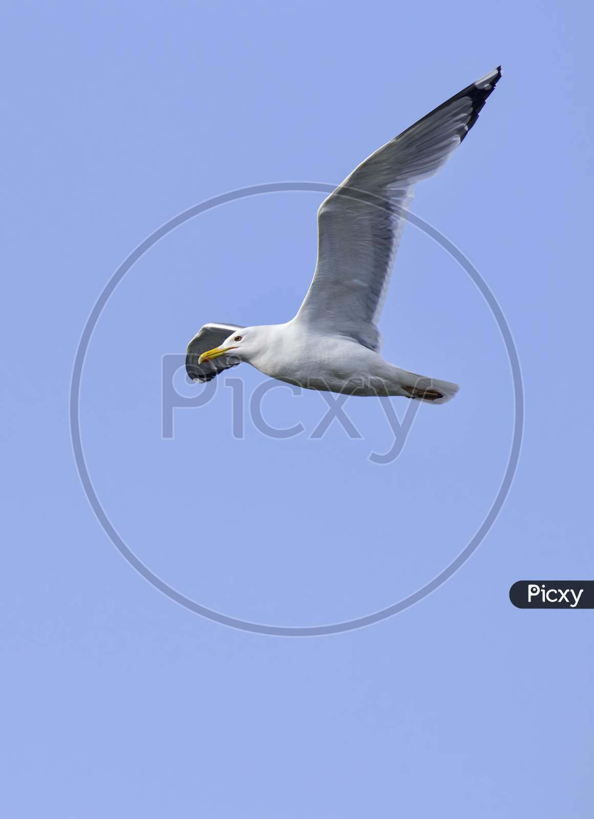 Flying Seagull And Blue Sky