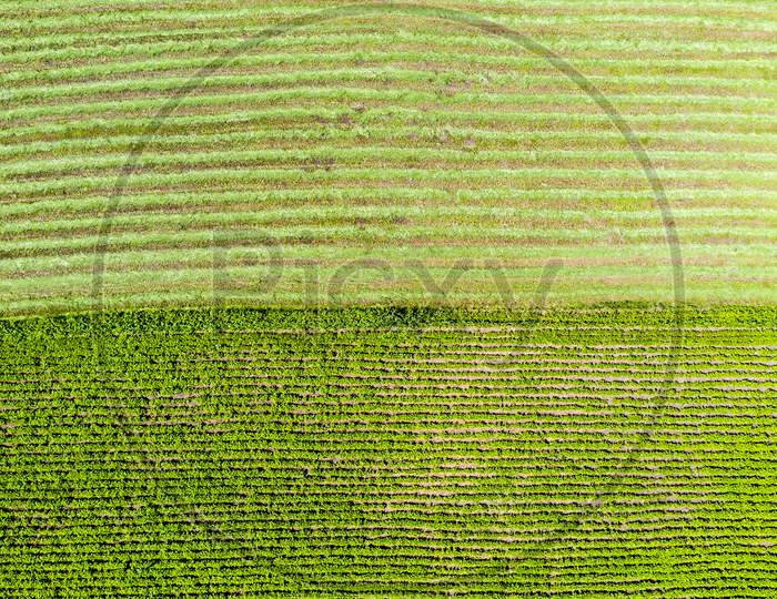 Above View Of Cultivated Fields
