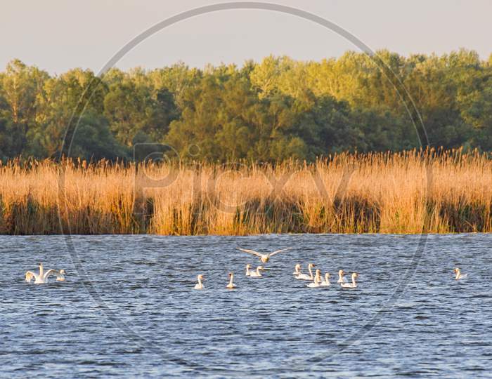 White Swan Feeding On Lake