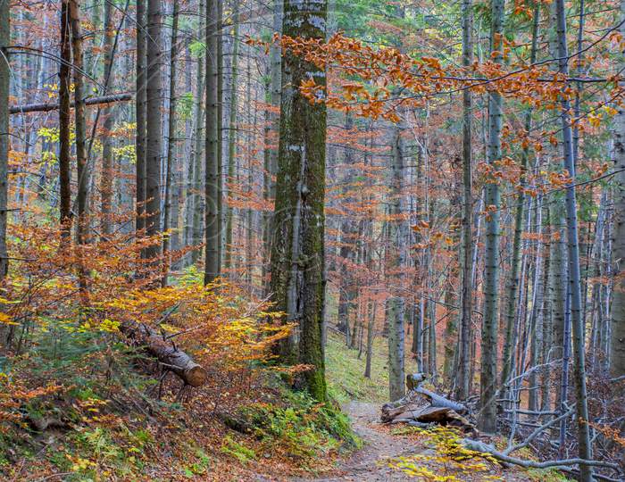 Mountain Foot Path In Autumn Forest