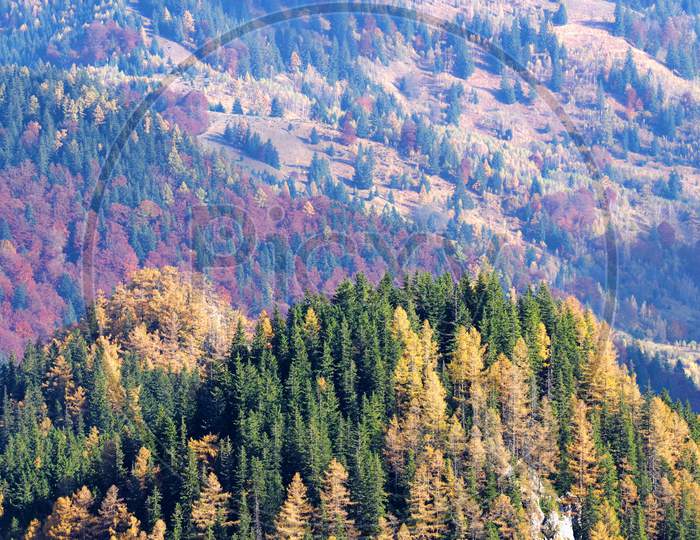 Autumn Trees Landscape In Mountains
