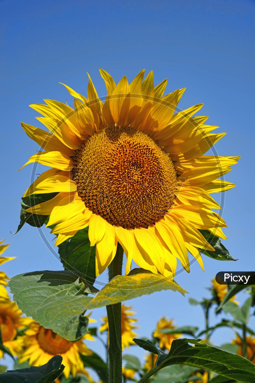 Blooming Sunflower And Blue Sky Background