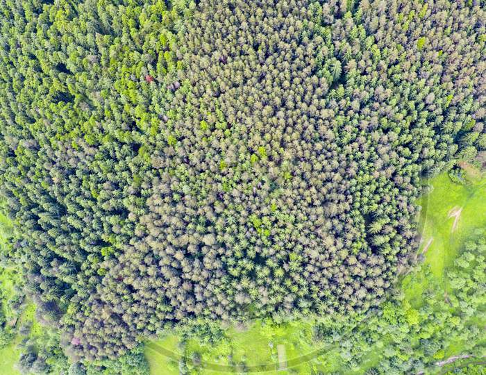 Above View Of Coniferous Forest
