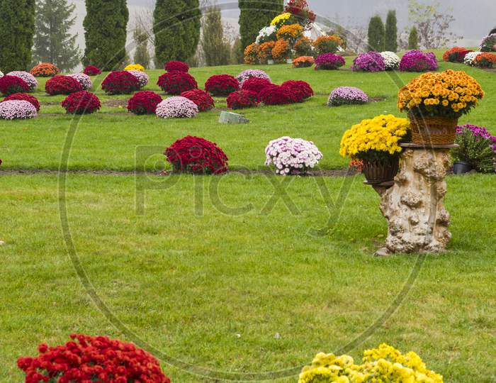 Colorful Flowers In Summer Yard