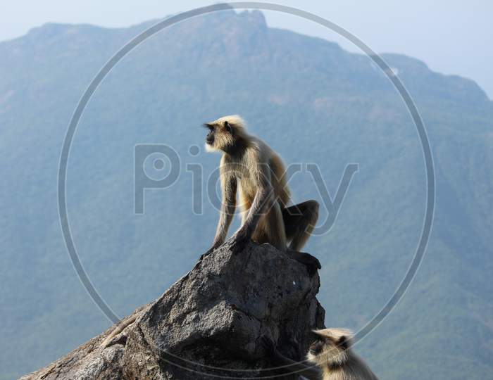 Indian Wild Monkey on the Rock