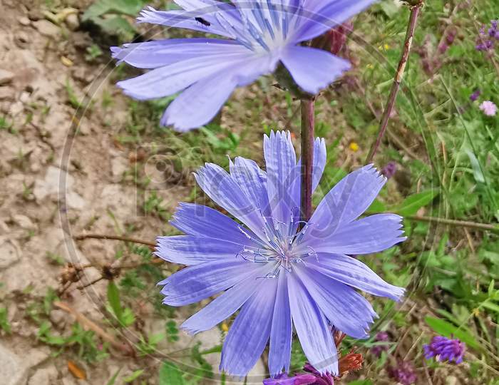 Violet Flower In Summer Field