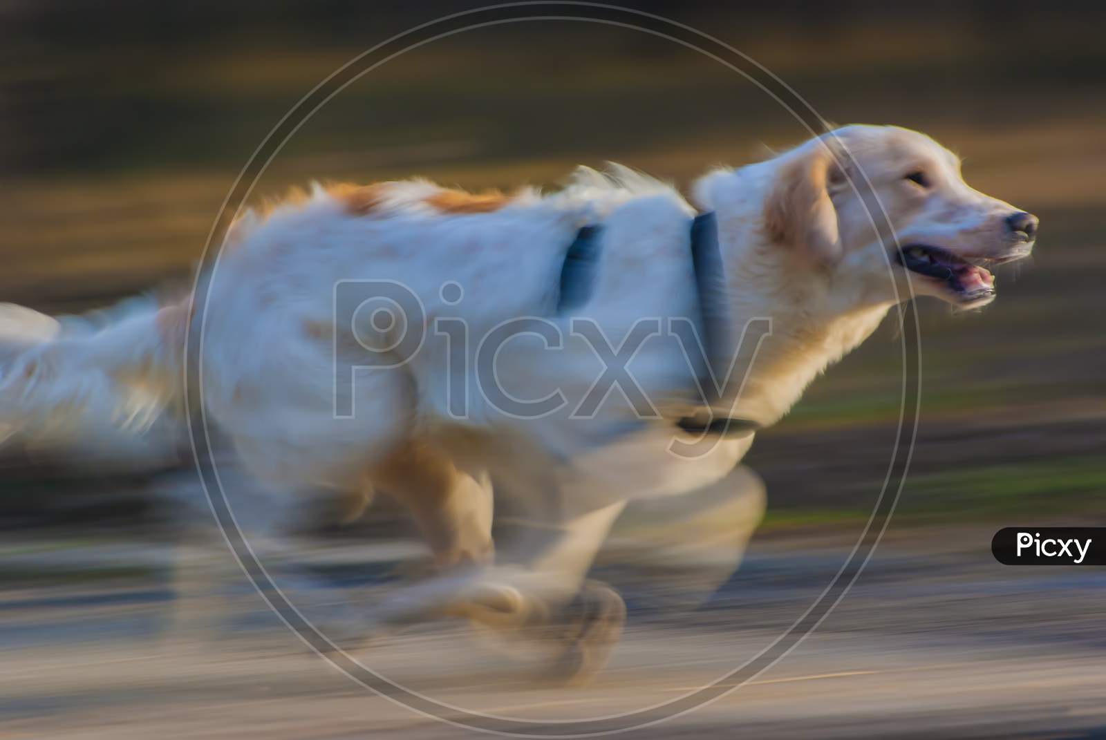 Adorable Running Dog With Motion Blur