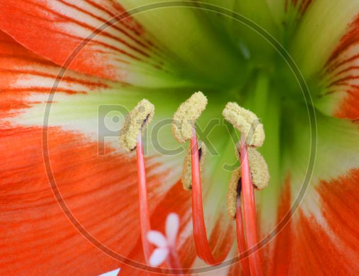 Close Up Of Red Amaryllis