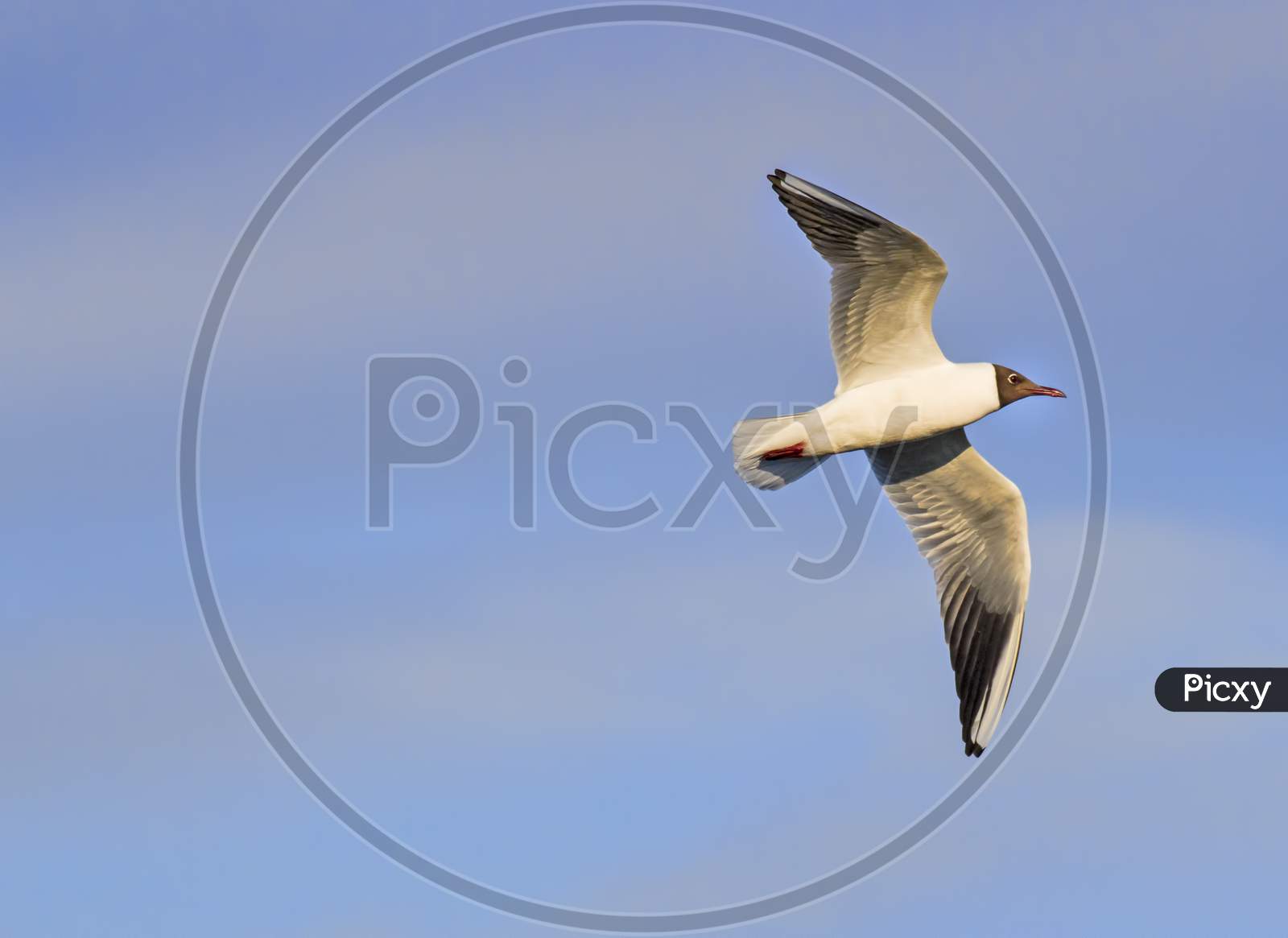 Flying Pallas'S Gull Over The Blue Sky