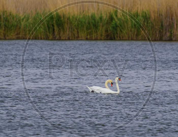 Two White Swans On Lake