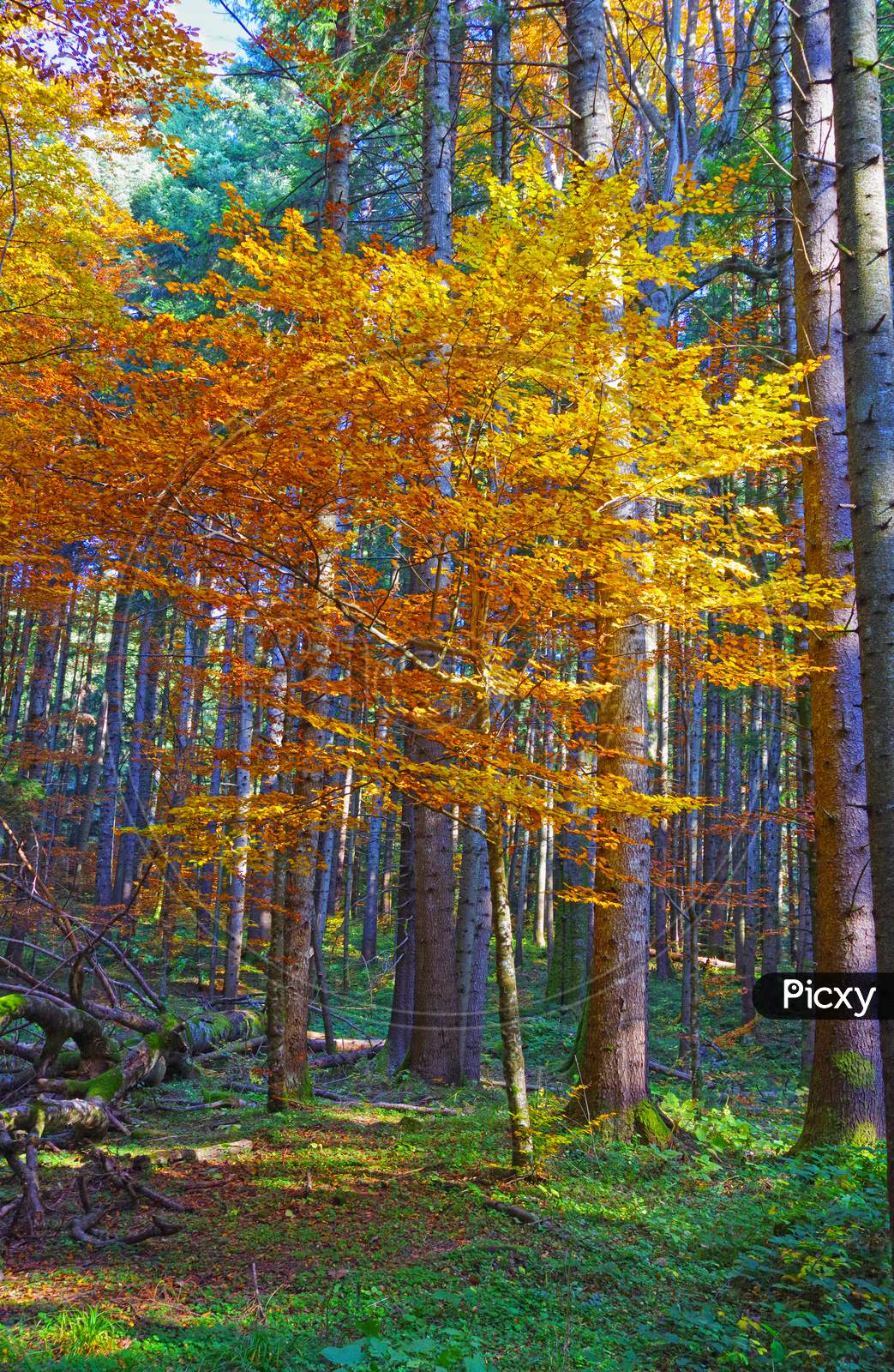 Autumn Forest Golden Tree