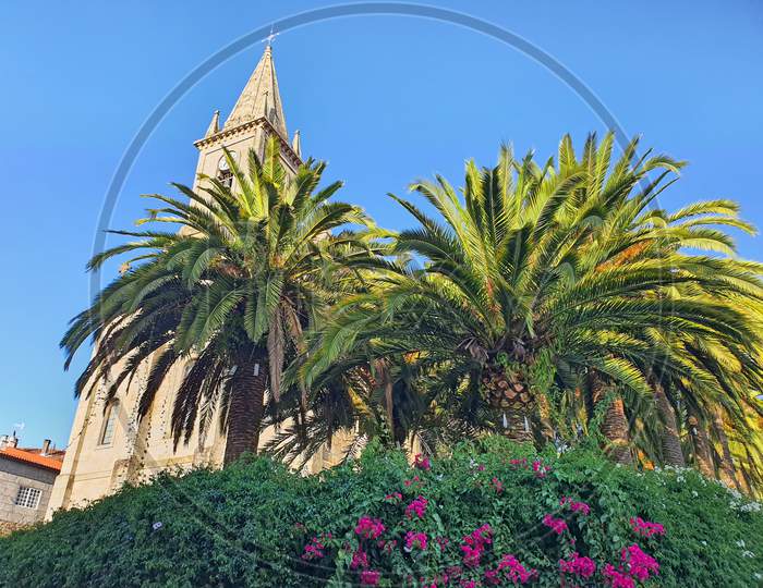 Tropical Plants And Church Tower