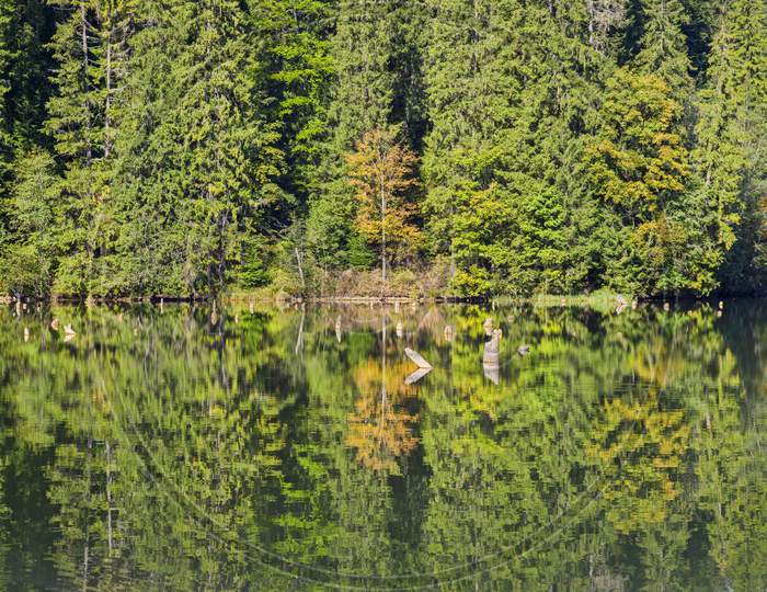 Mirroring Evergreen Forest