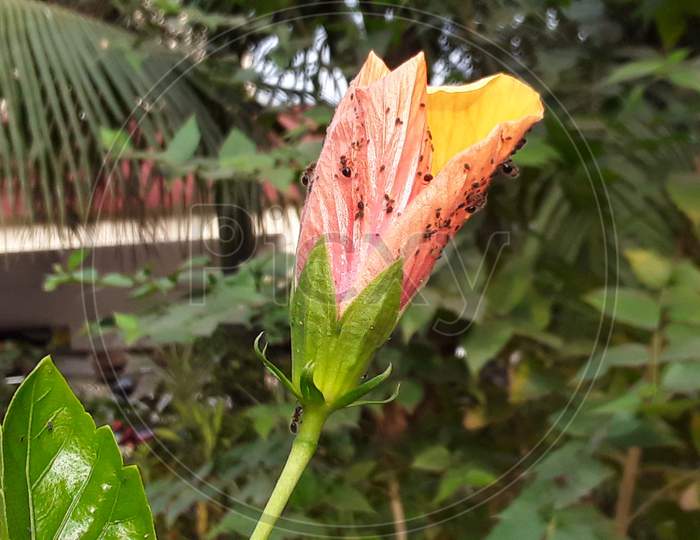 Bud of hibiscus in the indian garden of the village