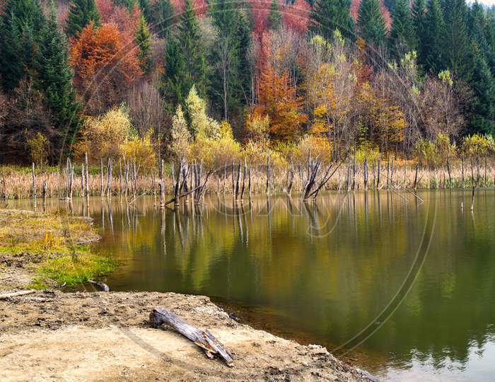 Dead Tree Trunks Reflecting In Water