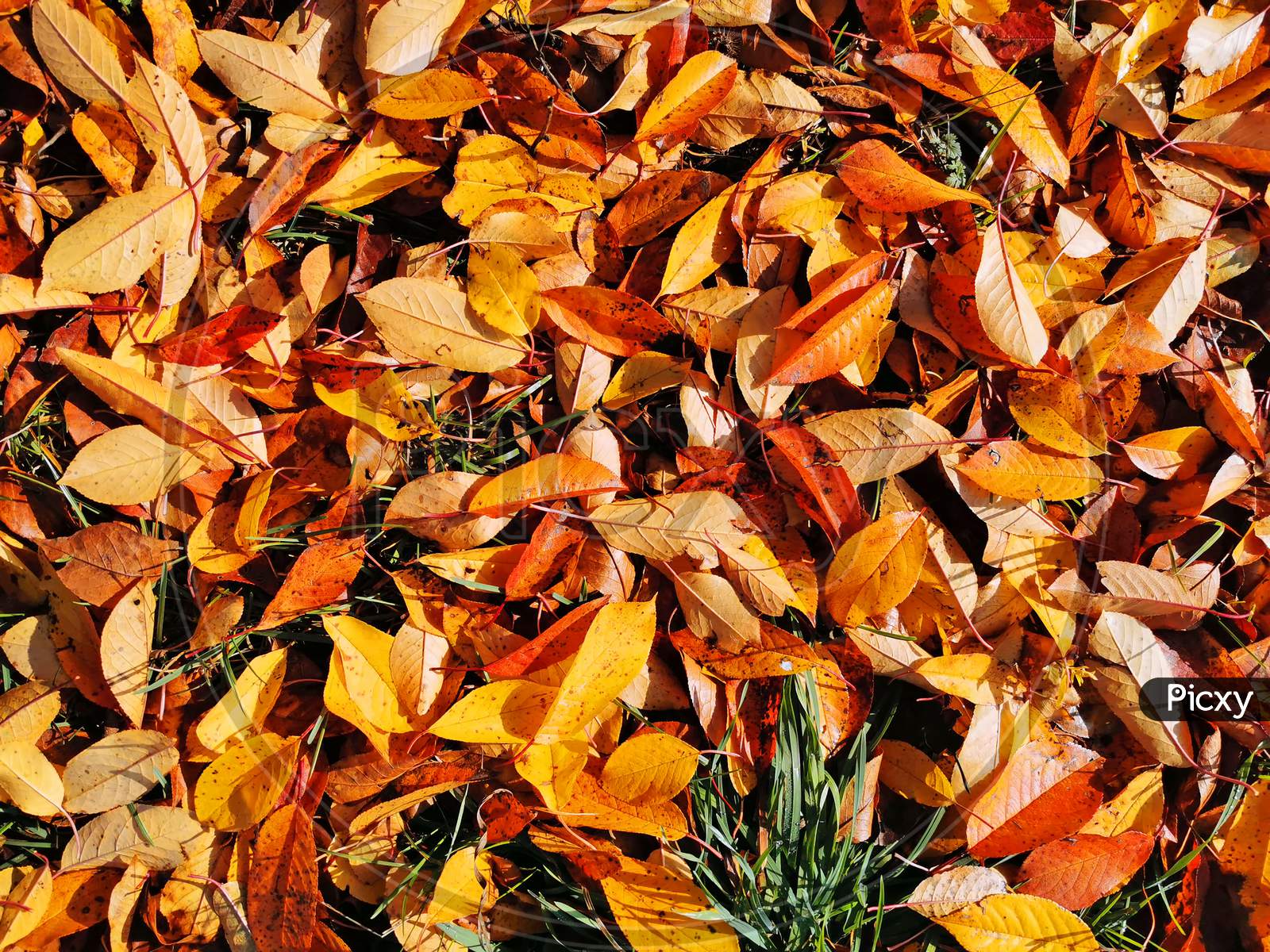 Close Image Of Fallen Autumn Leaves
