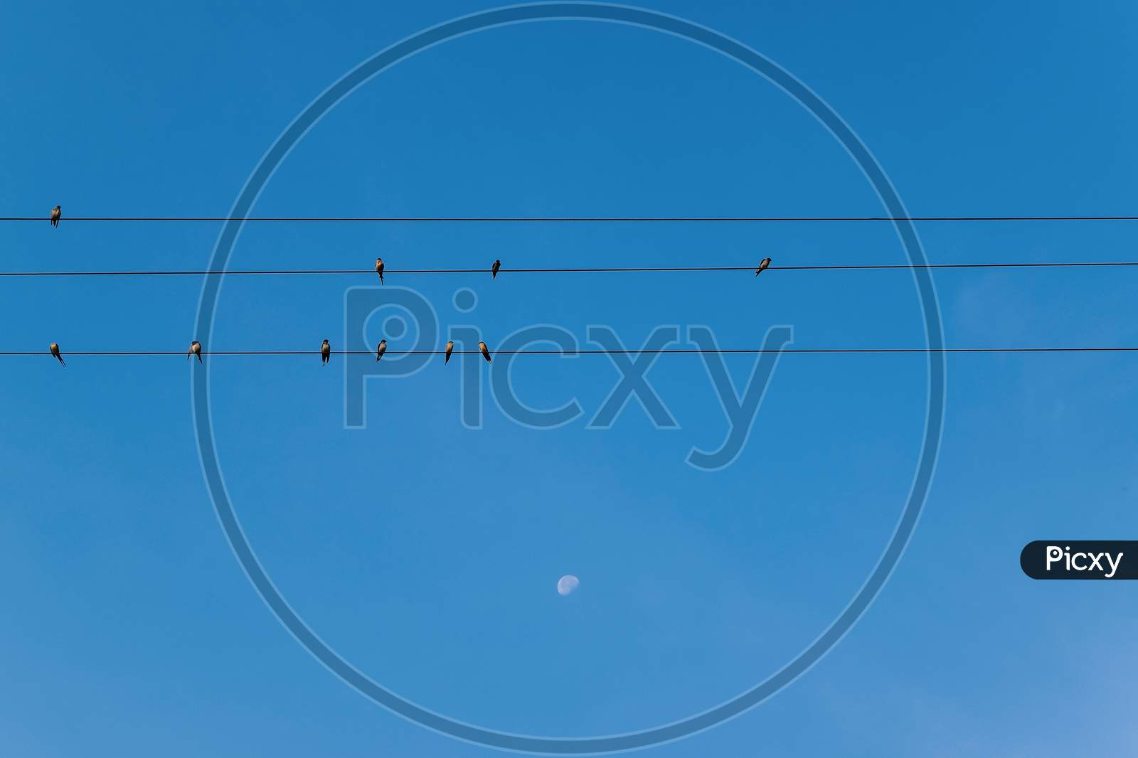 Birds Flock Seated On The Electric Wires During Morning. Blue Sky Background With Moon.