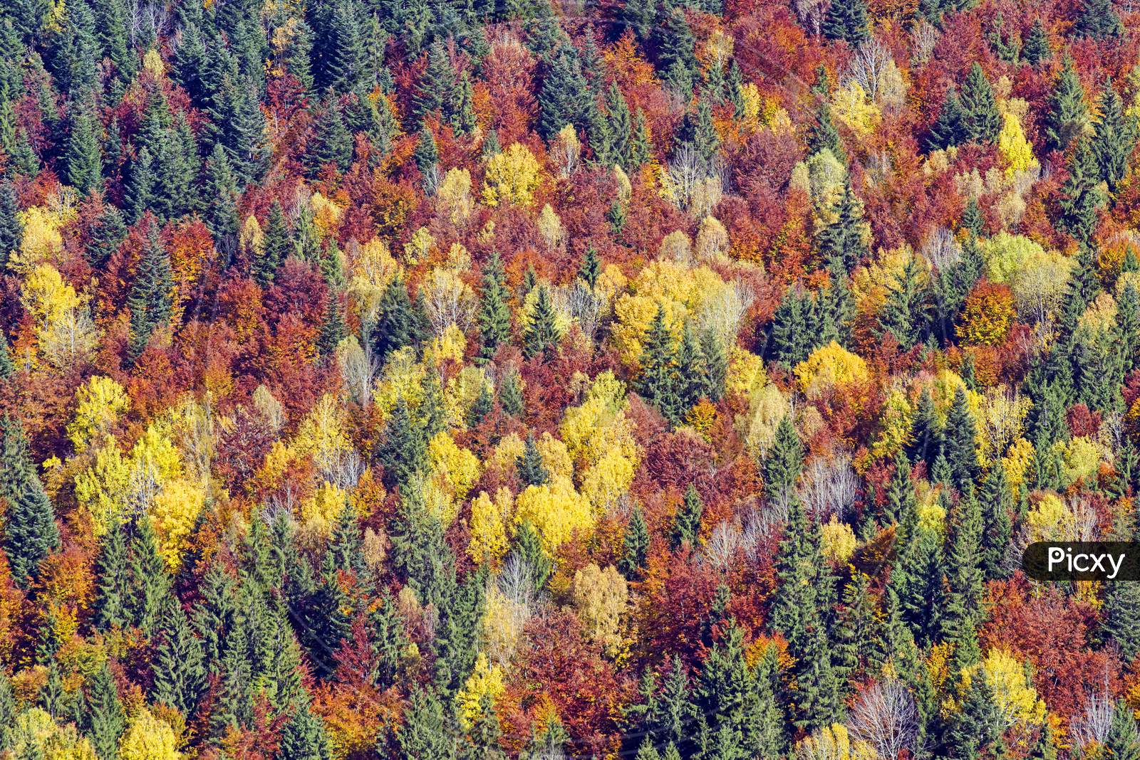 Autumn Forest Trees As Background
