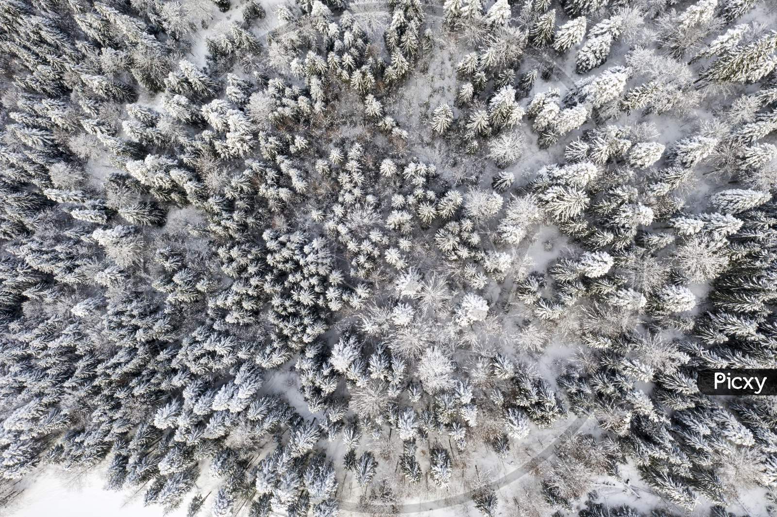 Frozen Tree In Winter As Pattern, Above View