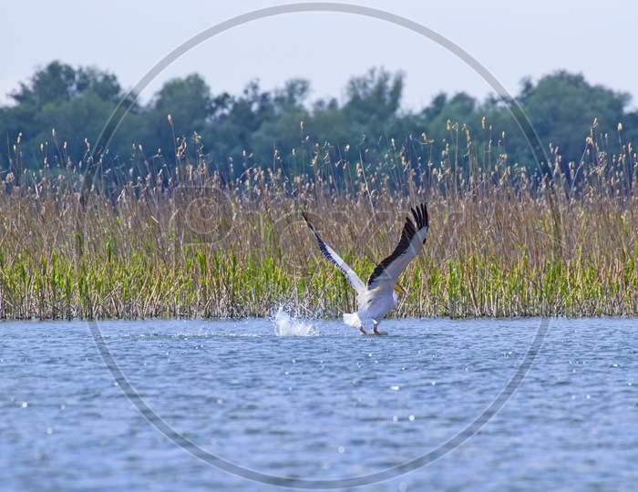 Pelican Taking Off From Pond