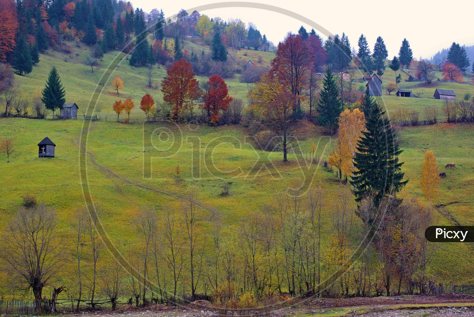 Autumn Pasture On The Hill