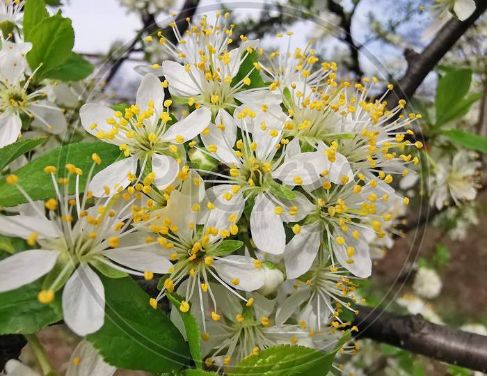Plum Tree Flower Close Image