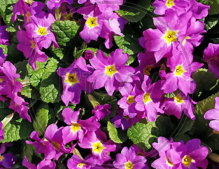 Primula Flowers, Background Image