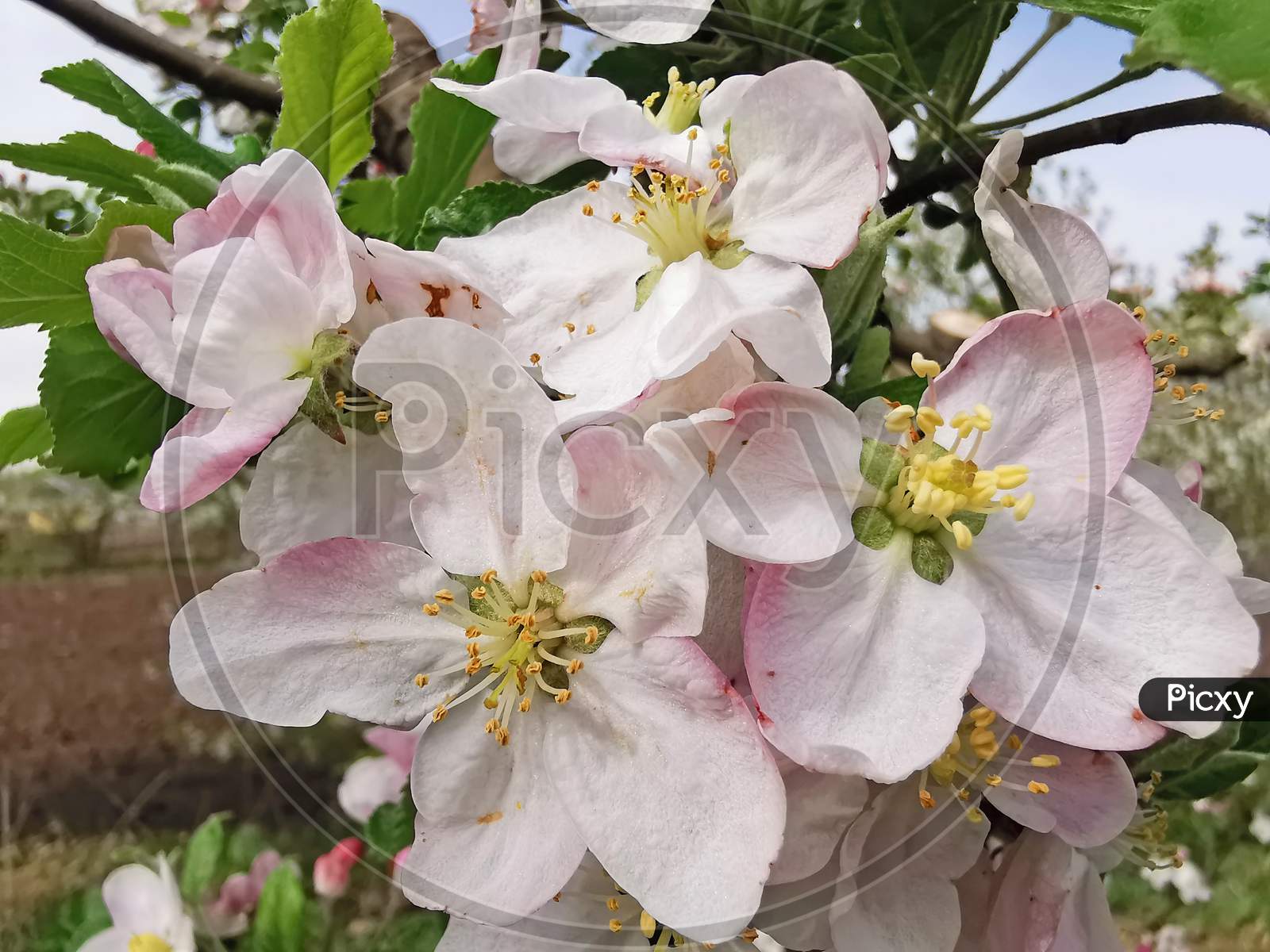 Blooming Apple Tree In Springtime
