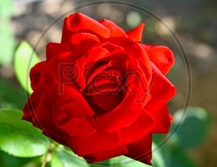 Close Image Of A Red Rose
