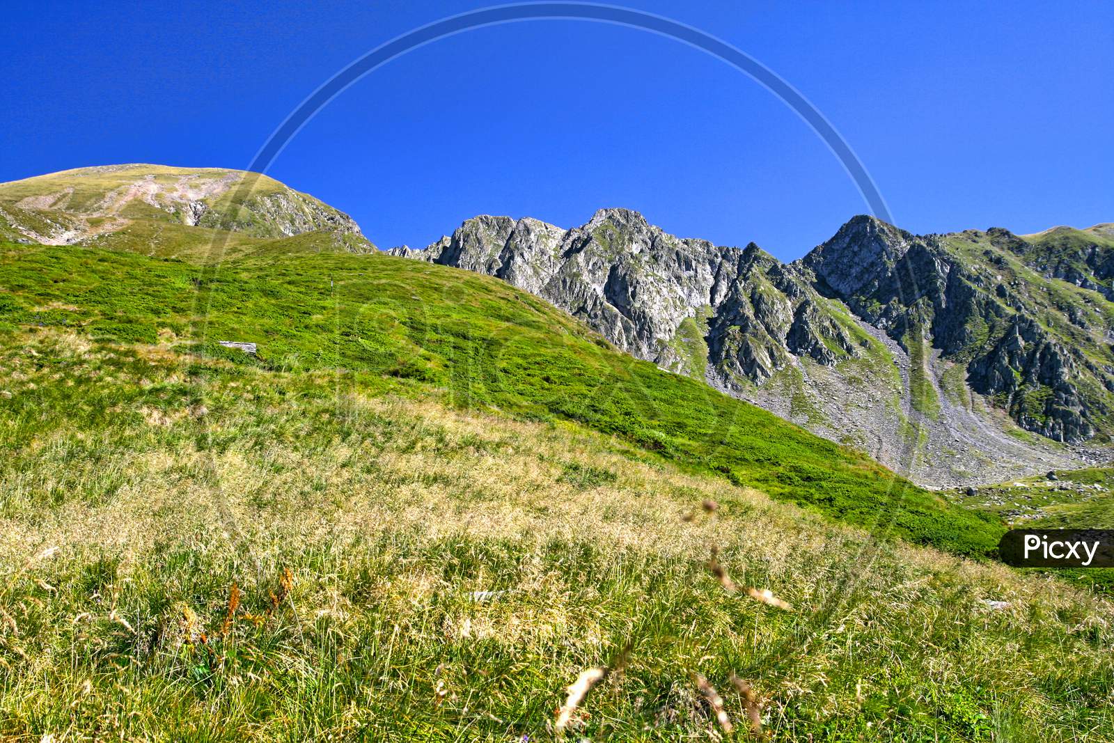 Alpine Meadow In Summer Mountain