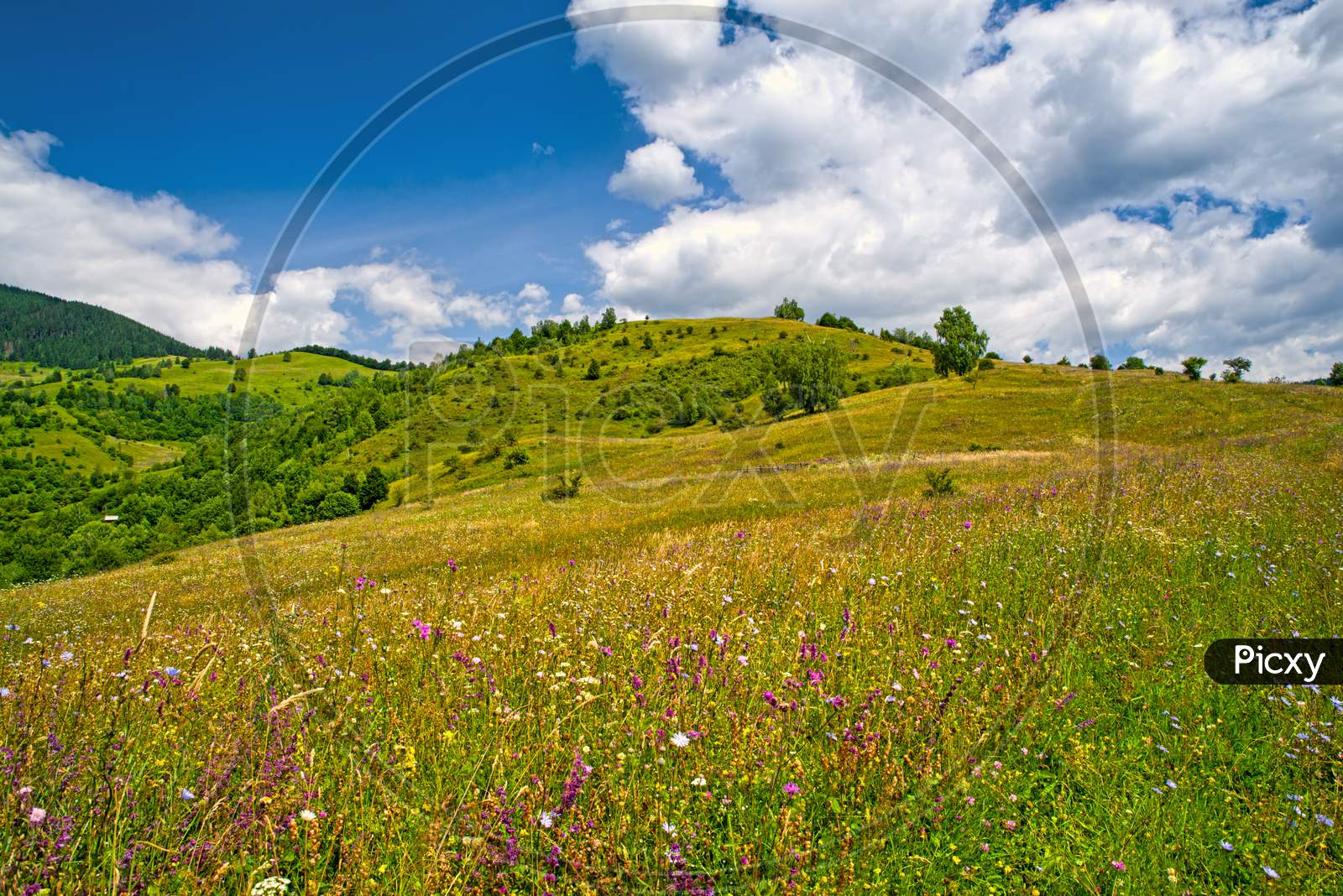 Blooming Pasture In Mountain Landscape