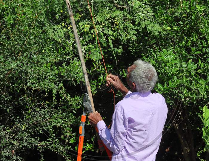 An Indian Farmer Tree Plucking A Moringa Oleifera Tree