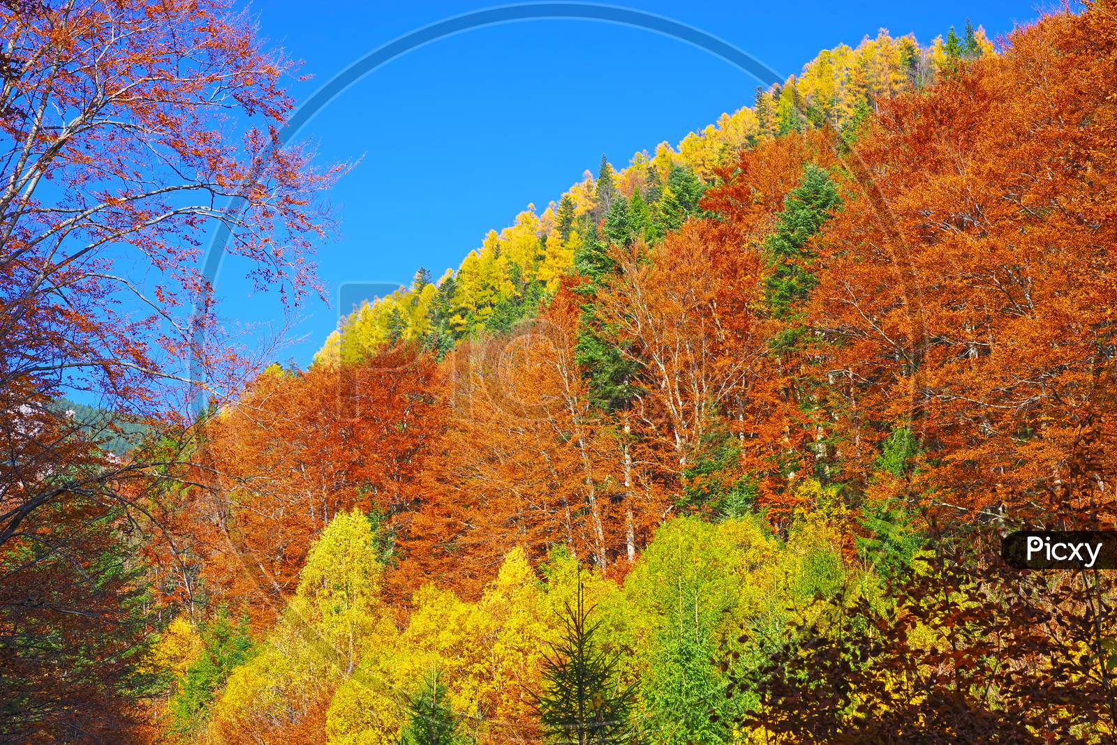 Autumn Scenery Landscape With Colorful Forest