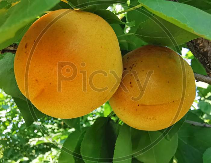 Apricot Fruits On Branches In The Tree