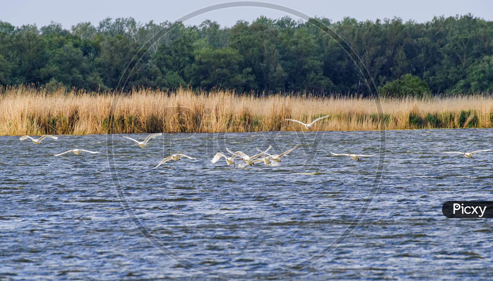 Landing Swan In The Lake