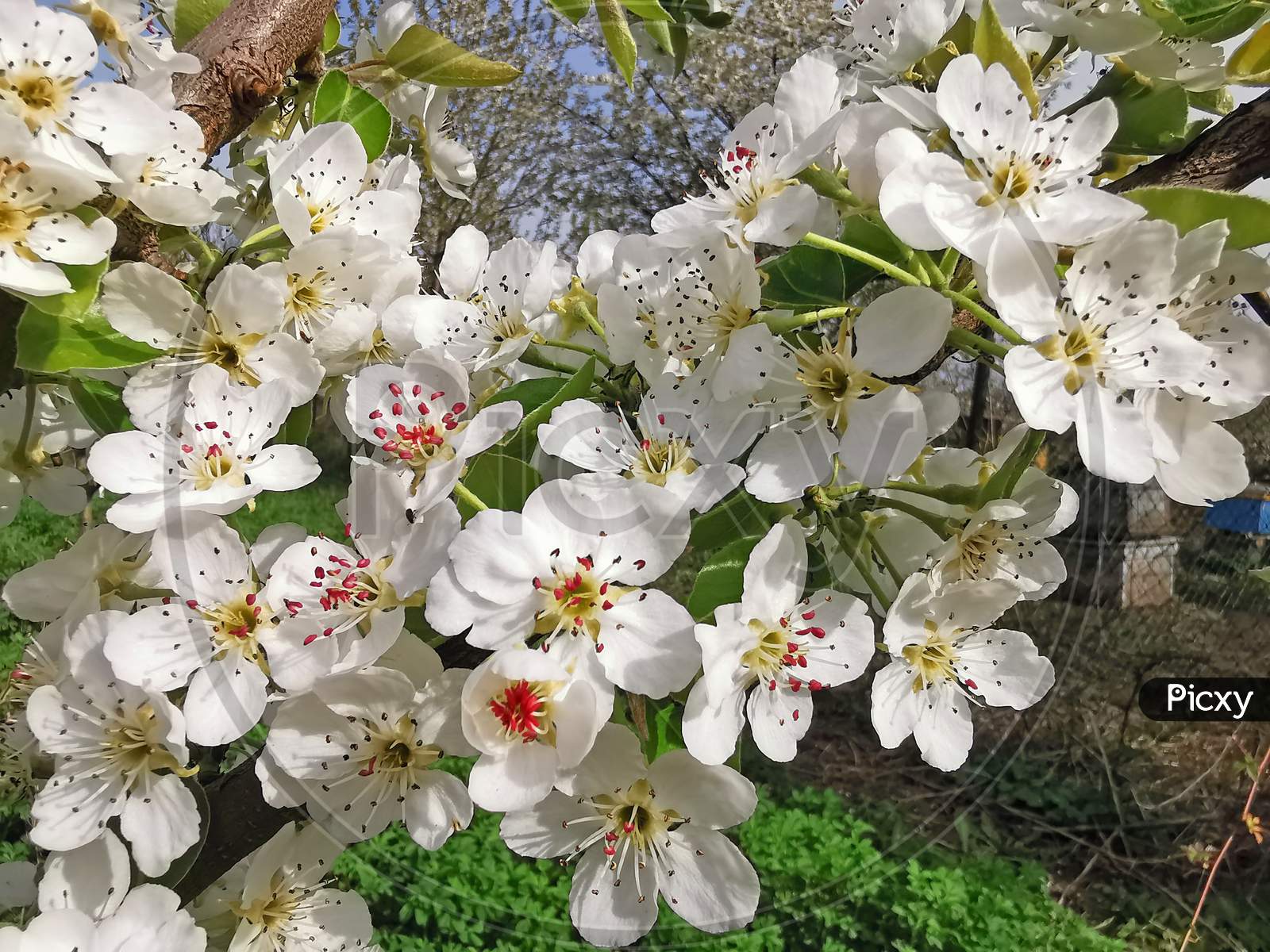 Pear Tree In Blossom