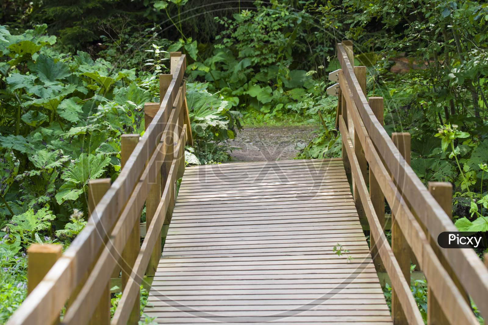 Wood Bridge In Forest
