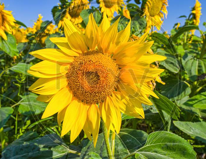 Close Image Of Blooming Sunflower