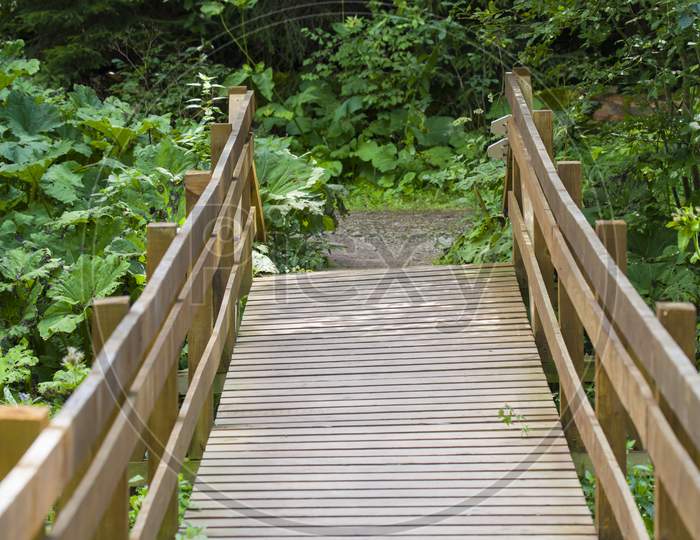 Wood Bridge In Forest