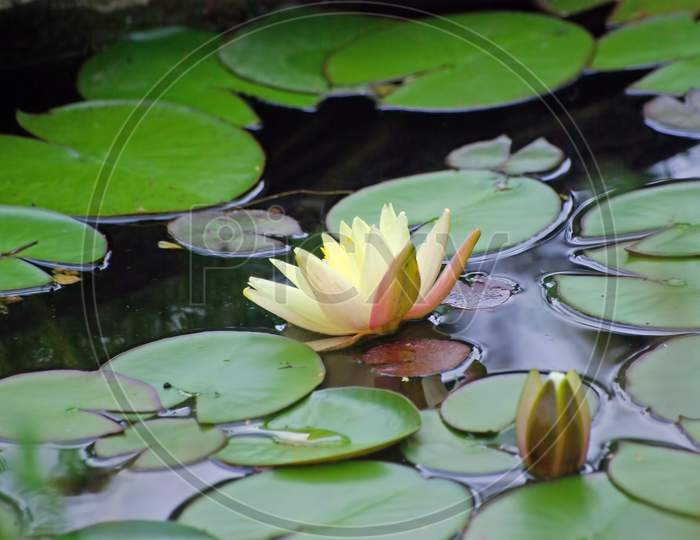 Yellow Water Lily, Close Image